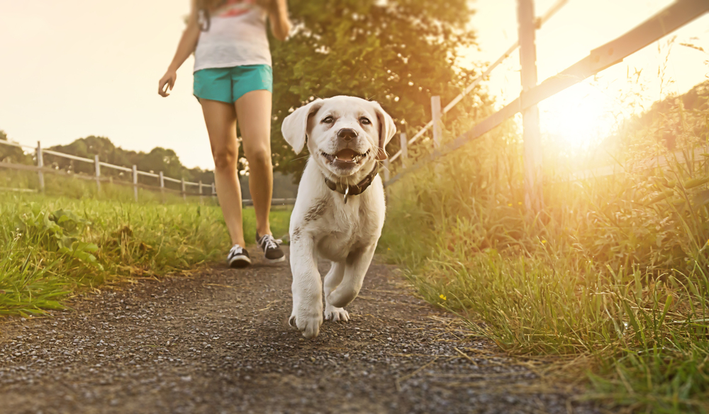 Abitare con animali domestici rende felici e mantiene in forma passeggiata con cane