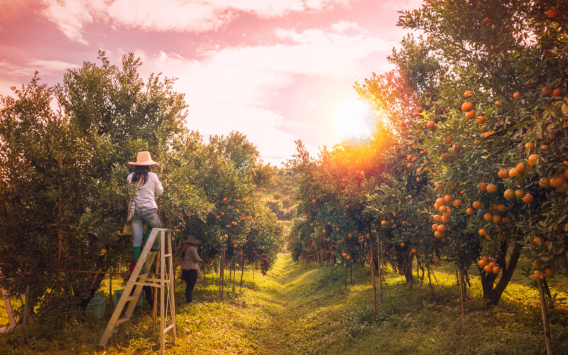 Vivere in campagna, viaggiando gratis in cambio di lavoro