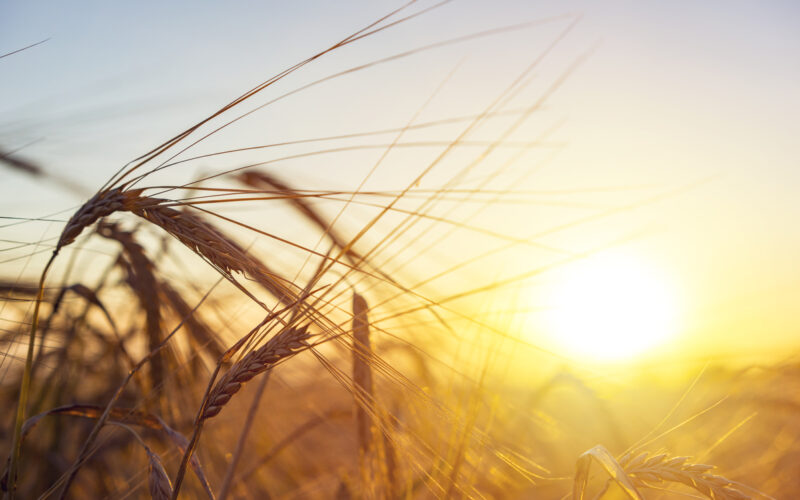 Aziende agricole: quali sono i vantaggi della spesa dal contadino?