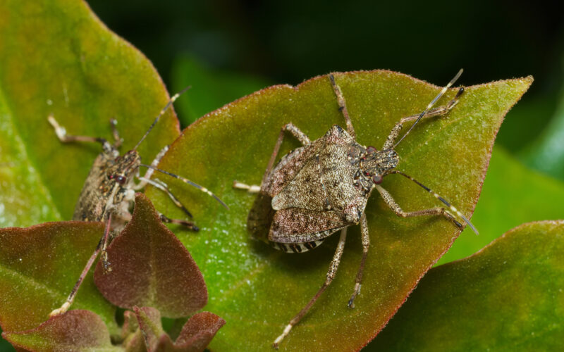 Addio cimice asiatica: in soccorso agli agricoltori arriva la vespa samurai