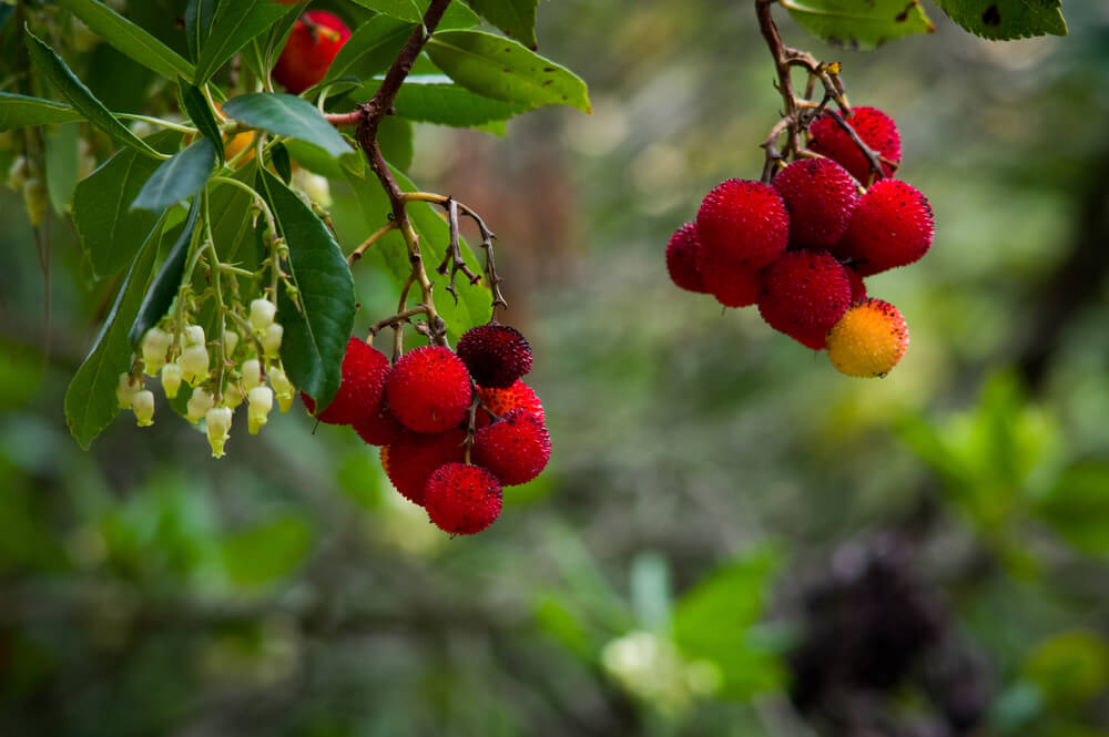 Corbezzolo fiore commestibile raccolta nel bosco