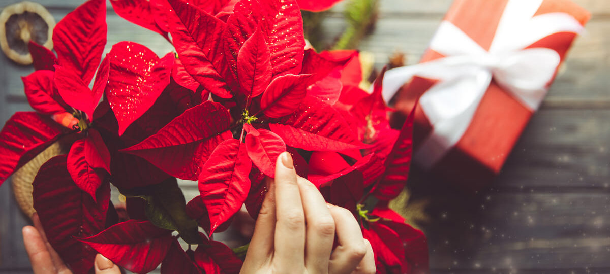 Come curare la stella di natale|Stella