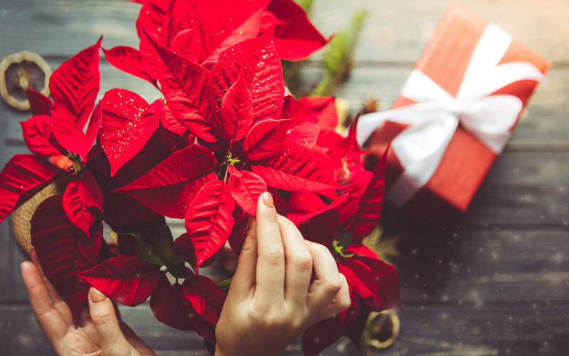 Come curare la stella di Natale: i consigli