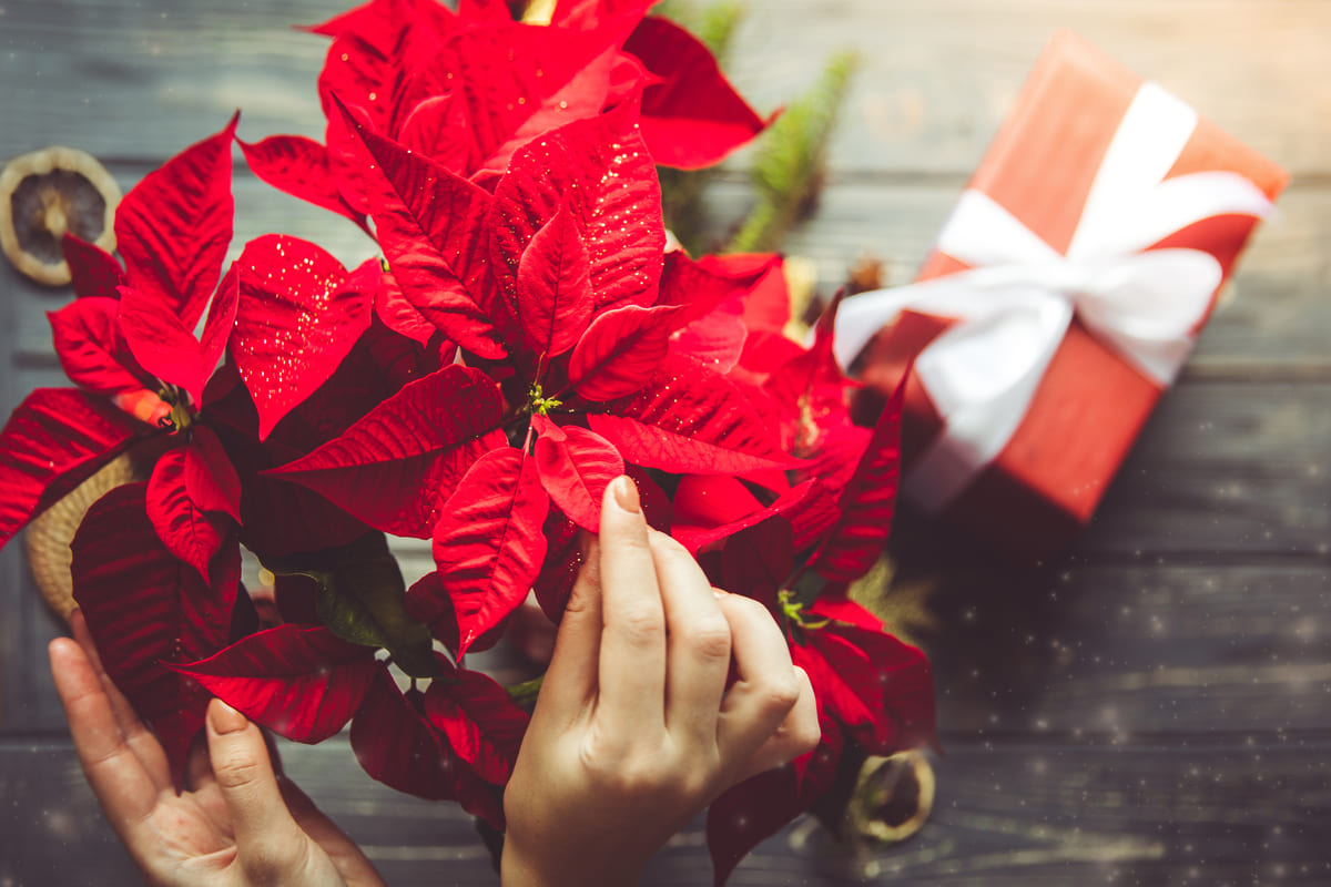 Come curare la stella di natale