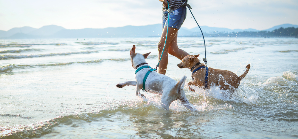 spiagge accessibili cani pet friendly