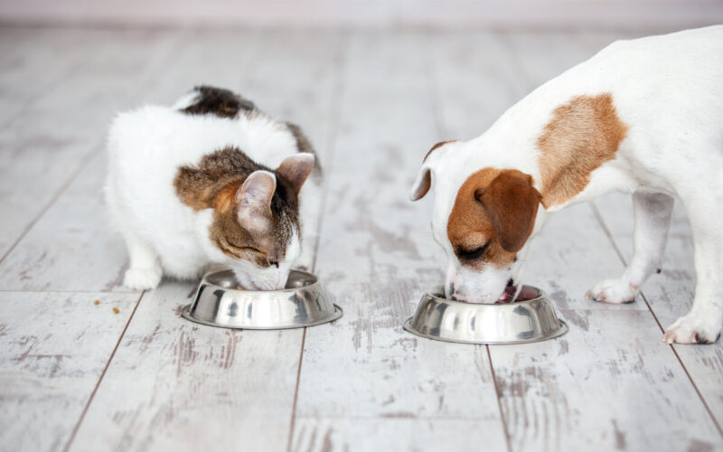 cibi che fanno male a cani e gatti