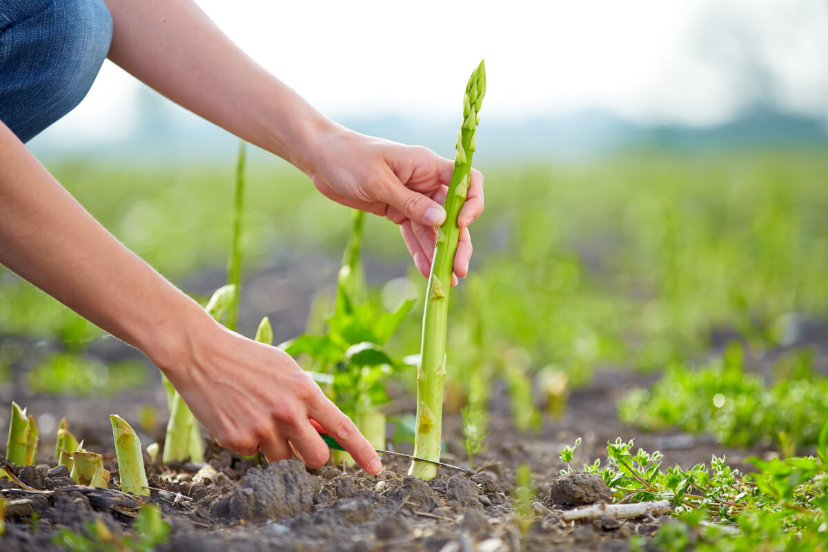 Le 10 proprietà benefiche degli asparagi 