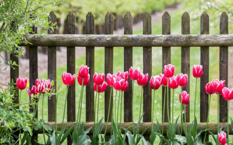 Lavori in giardino nel mese giugno|Lavori in giardino nel mese giugno|Lavori in giardino nel mese giugno|Lavori in giardino nel mese giugno