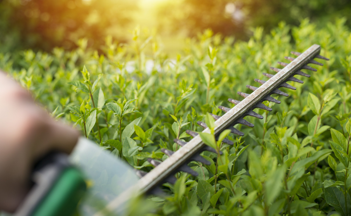 Come realizzare il giardino di casa