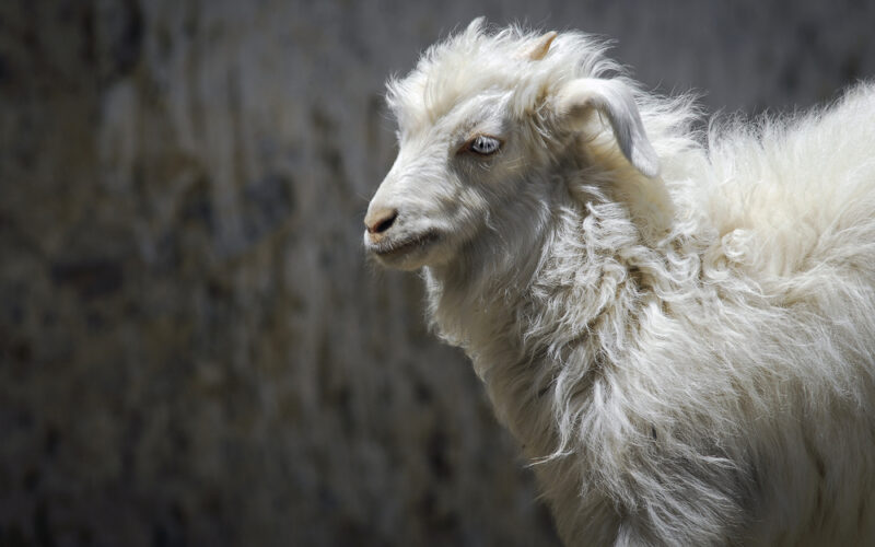 Ecco perché il Cashmere costa tanto