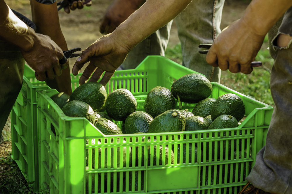 avocado habitante