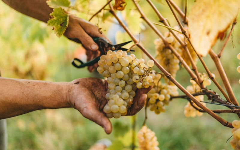 Inizio della vendemmia 2019: parte la raccolta delle uve