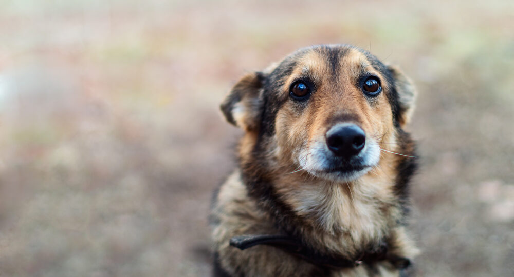 quanti cani vengono abbandonati|