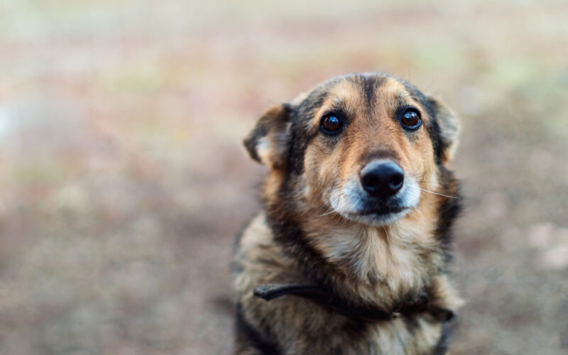 Quanti cani vengono abbandonati ogni anno in Italia?