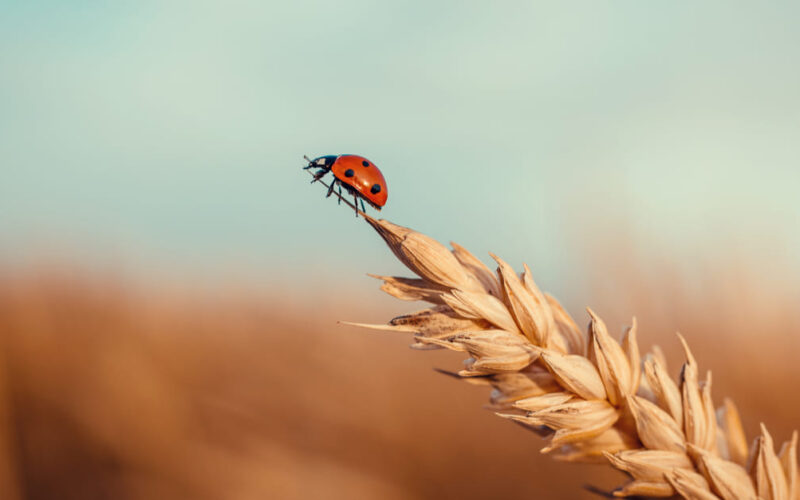 Agricoltura biodinamica, Italia primo paese in Europa per export