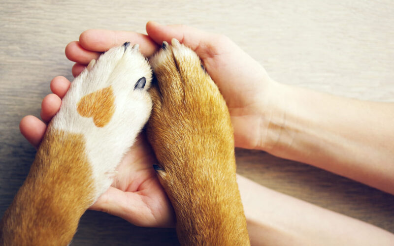 l'arrivo di un secondo cane in casa|assicurazione