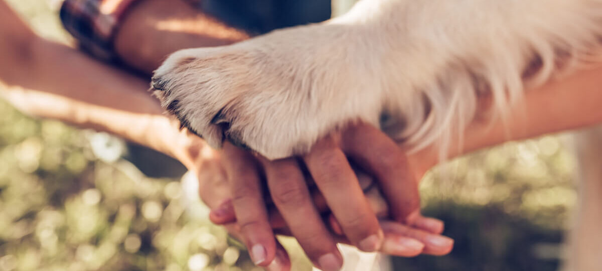 Giornata Mondiale del cane: un'occasione per celebrare il nostro amico a quattro zampe