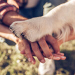 Giornata Mondiale del cane: un'occasione per celebrare il nostro amico a quattro zampe