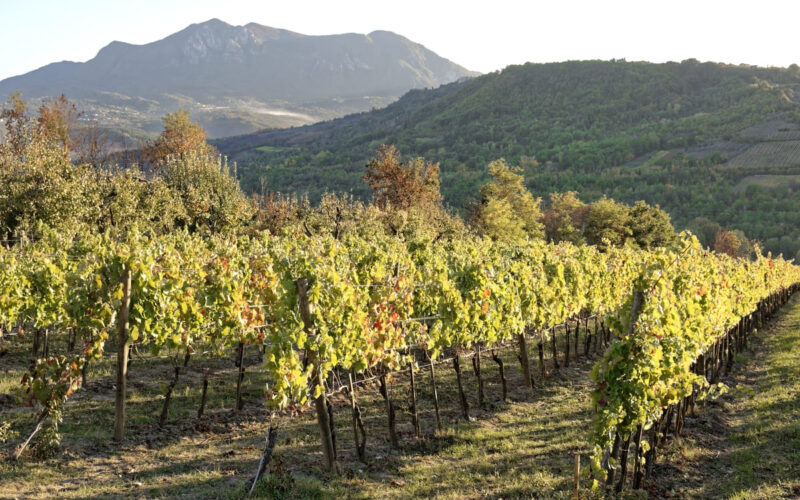 Feudi di san gregorio|feudi