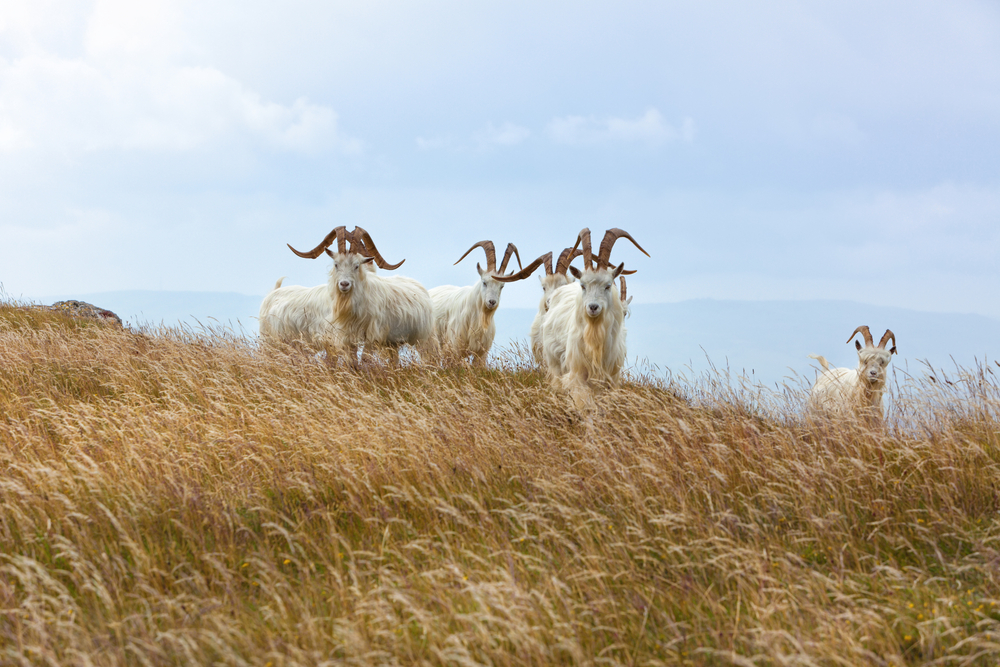 Ecco perché il Cashmere costa tanto