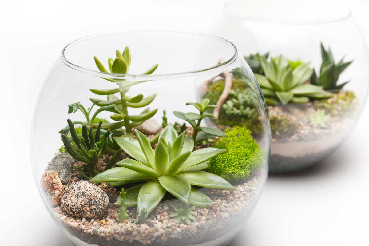 Come realizzare un terrarium perfetto in 5 mosse