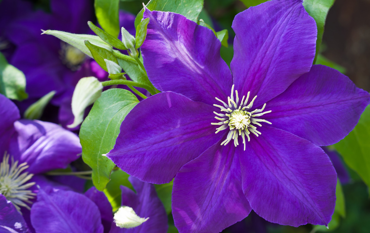 Come coltivare la clematis 