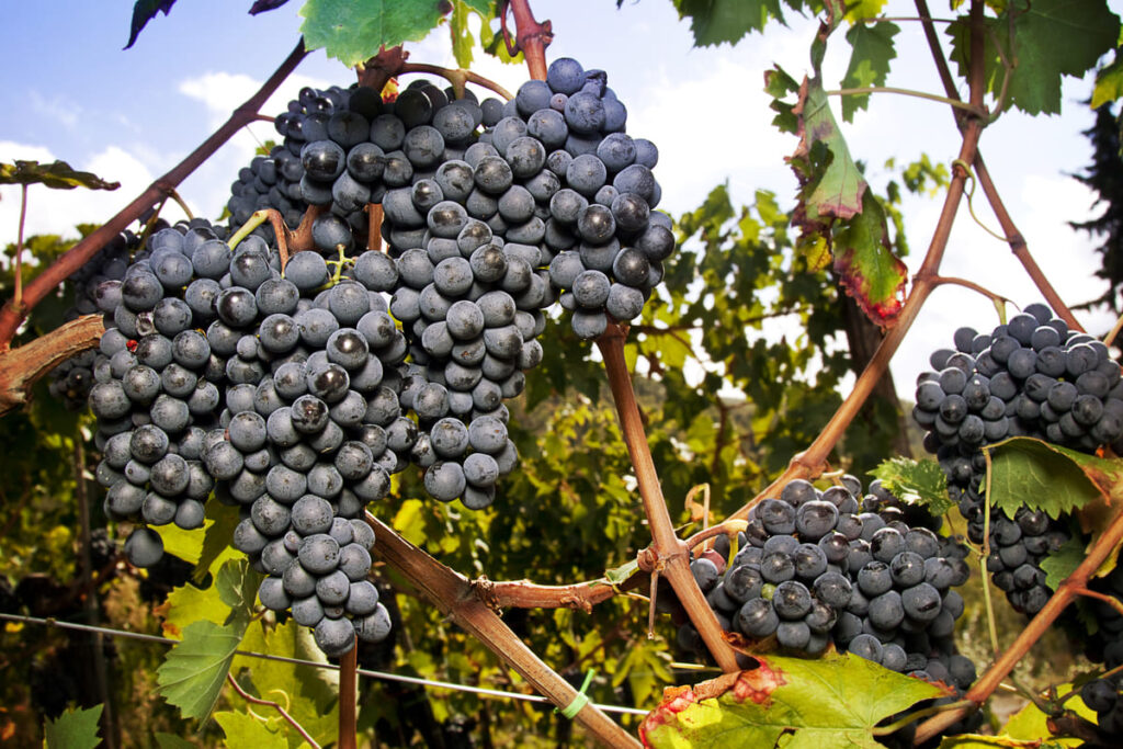 sangiovese