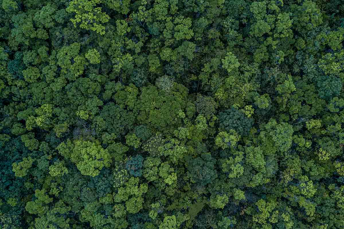 Adottare un albero si può, ecco come fare