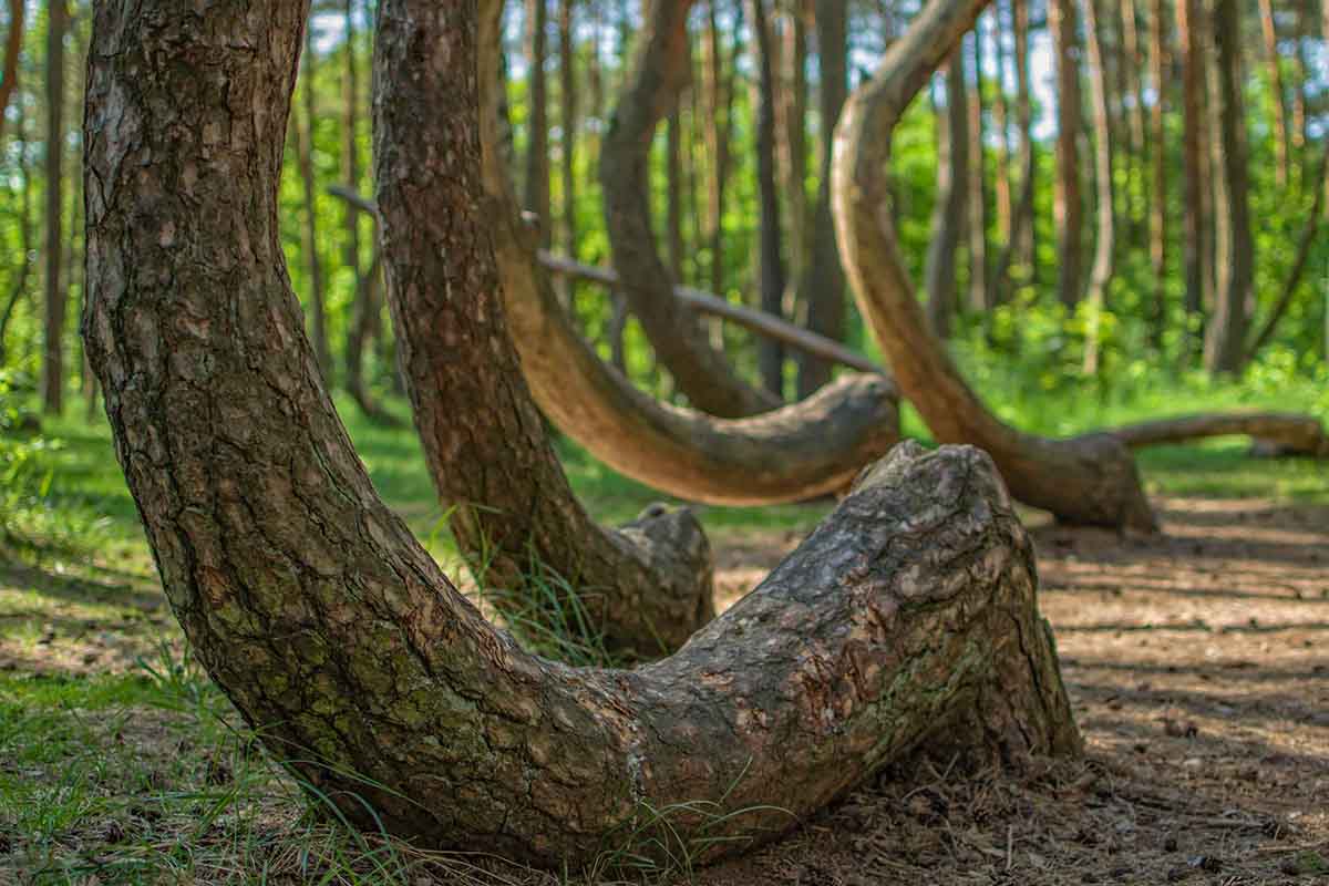 La misteriosa foresta con alberi arcuati in Polonia