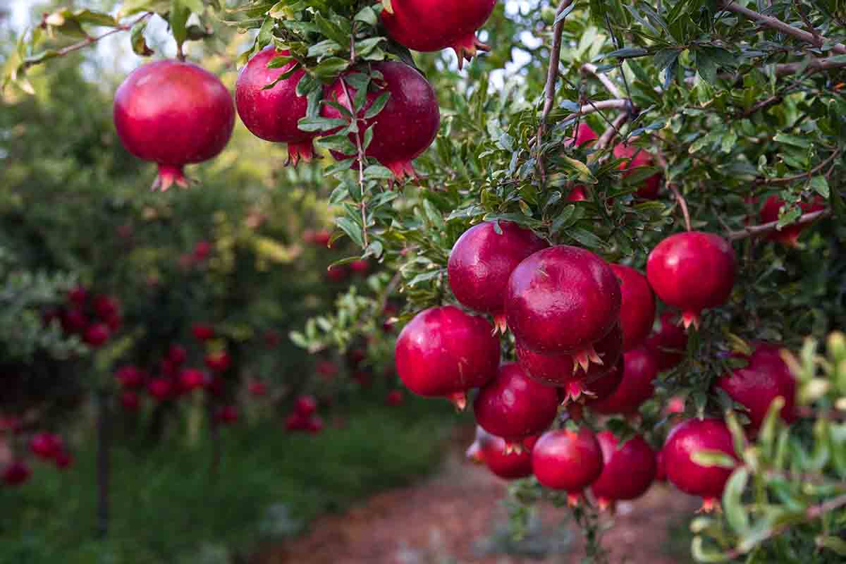 I benefici del melograno