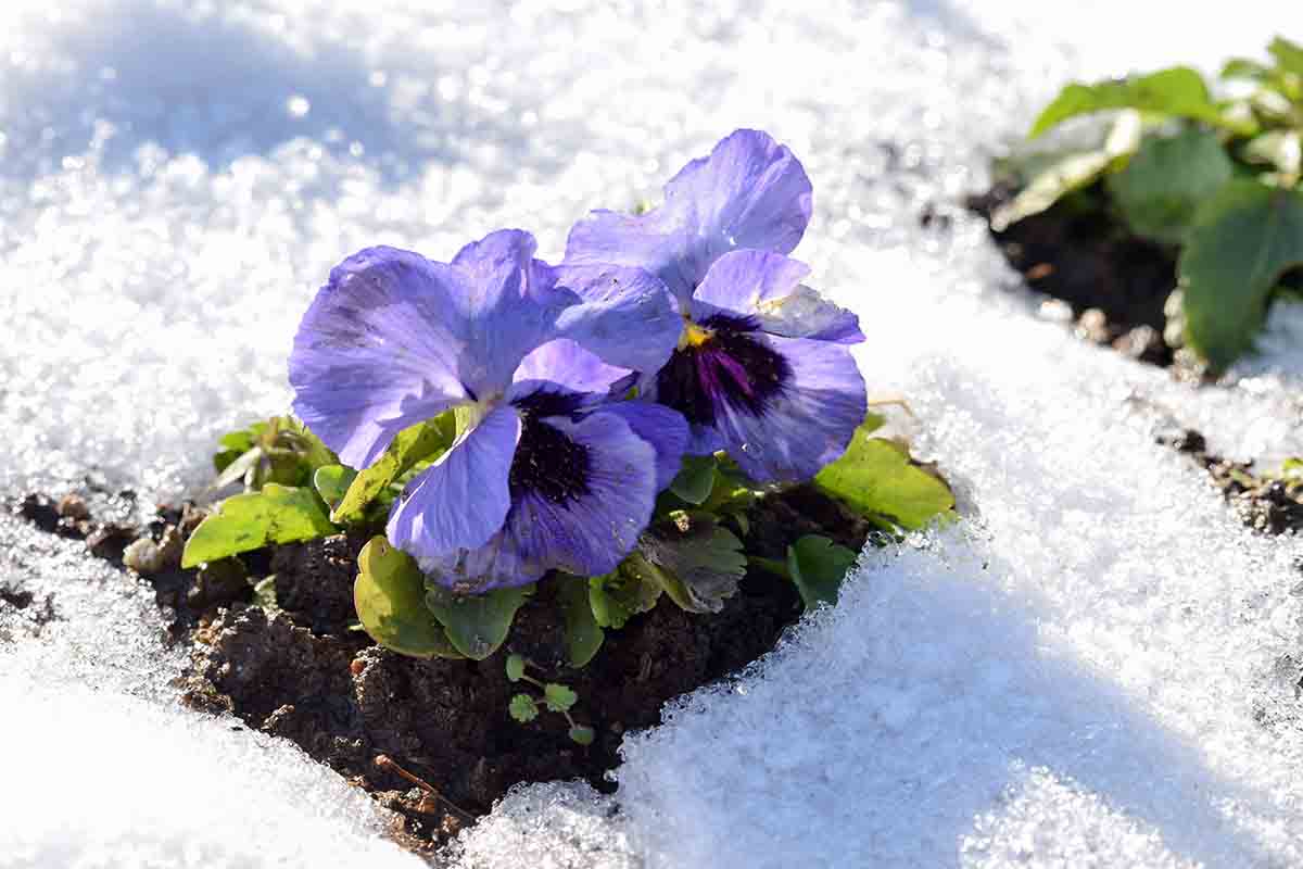 Lavori di gennaio e febbraio in giardino