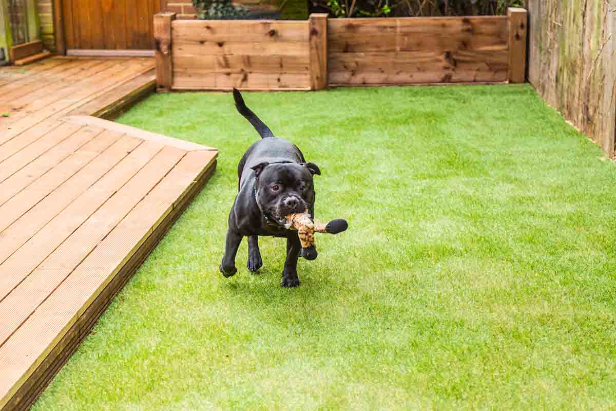 Avere un giardino curato e un cane