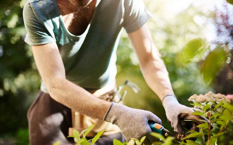 Come realizzare un giardino roccioso in casa