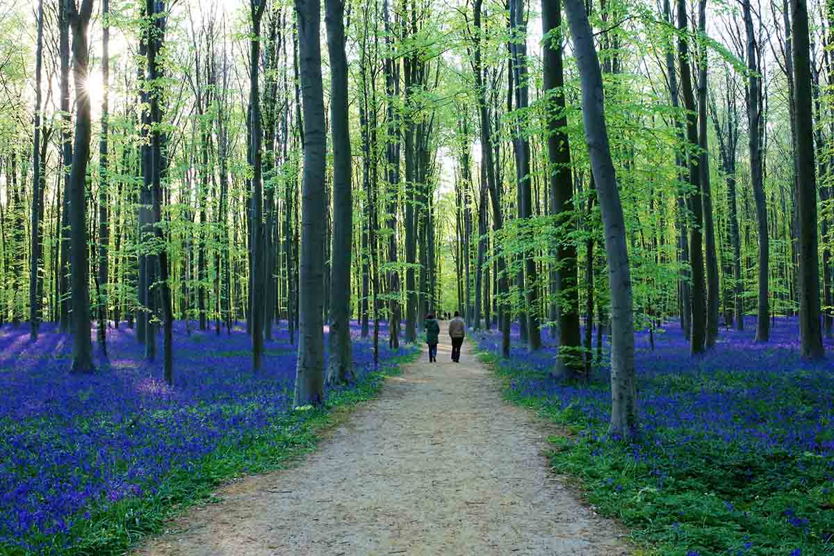 La foresta blu di Hallerbos in Belgio, tra natura e magia