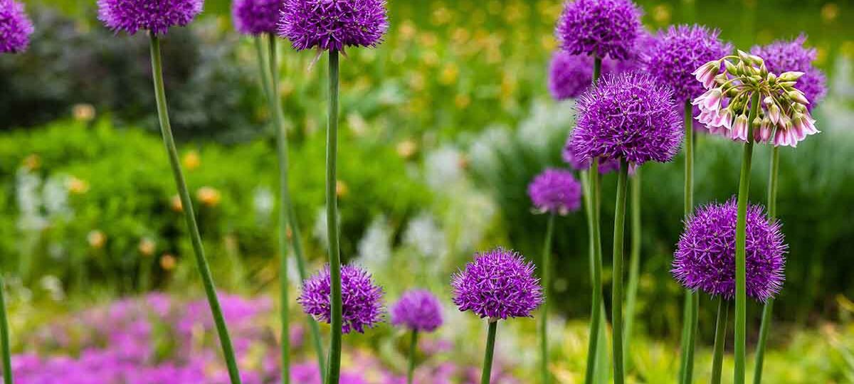 fiori e allergie|Un giardino fiorito tutto l’anno: piante e fiori da coltivare|Un giardino fiorito tutto l’anno: piante e fiori da coltivare