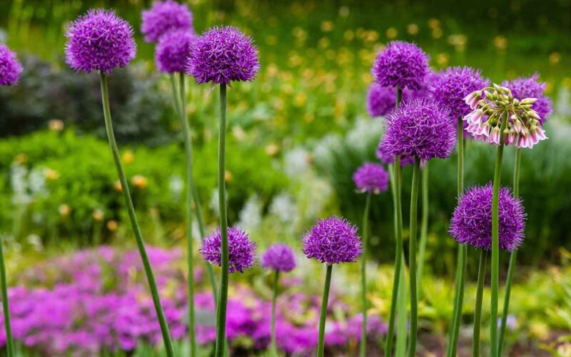 Un giardino fiorito tutto l’anno: piante e fiori da coltivare