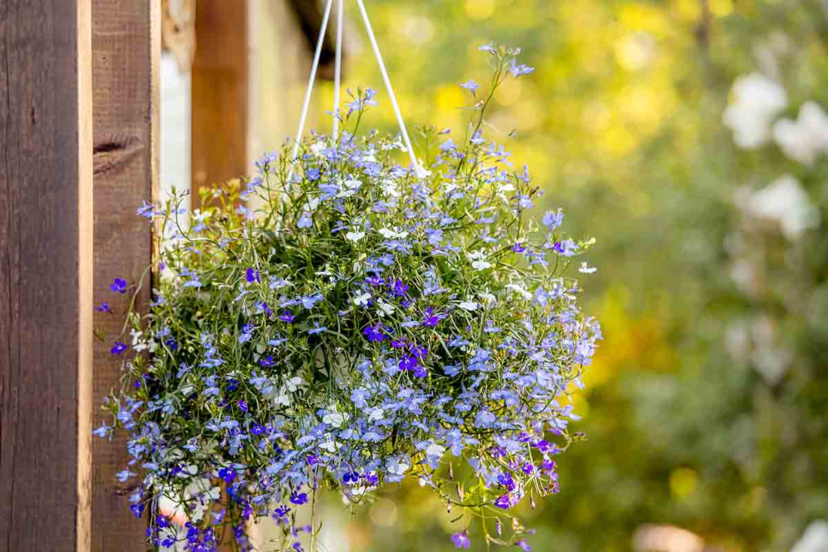 Avere un giardino curato e un cane