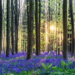 tra natura e magia|La foresta blu di Hallerbos in Belgio