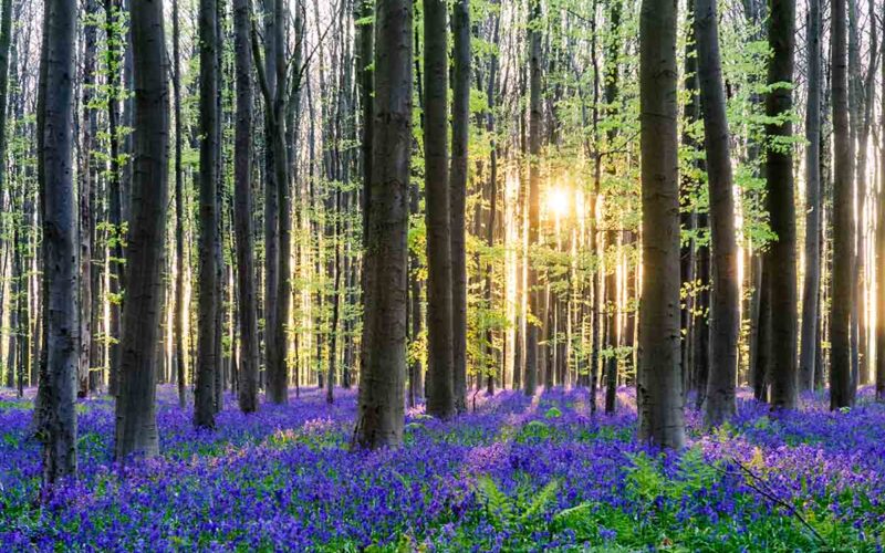 La foresta blu di Hallerbos in Belgio, tra natura e magia