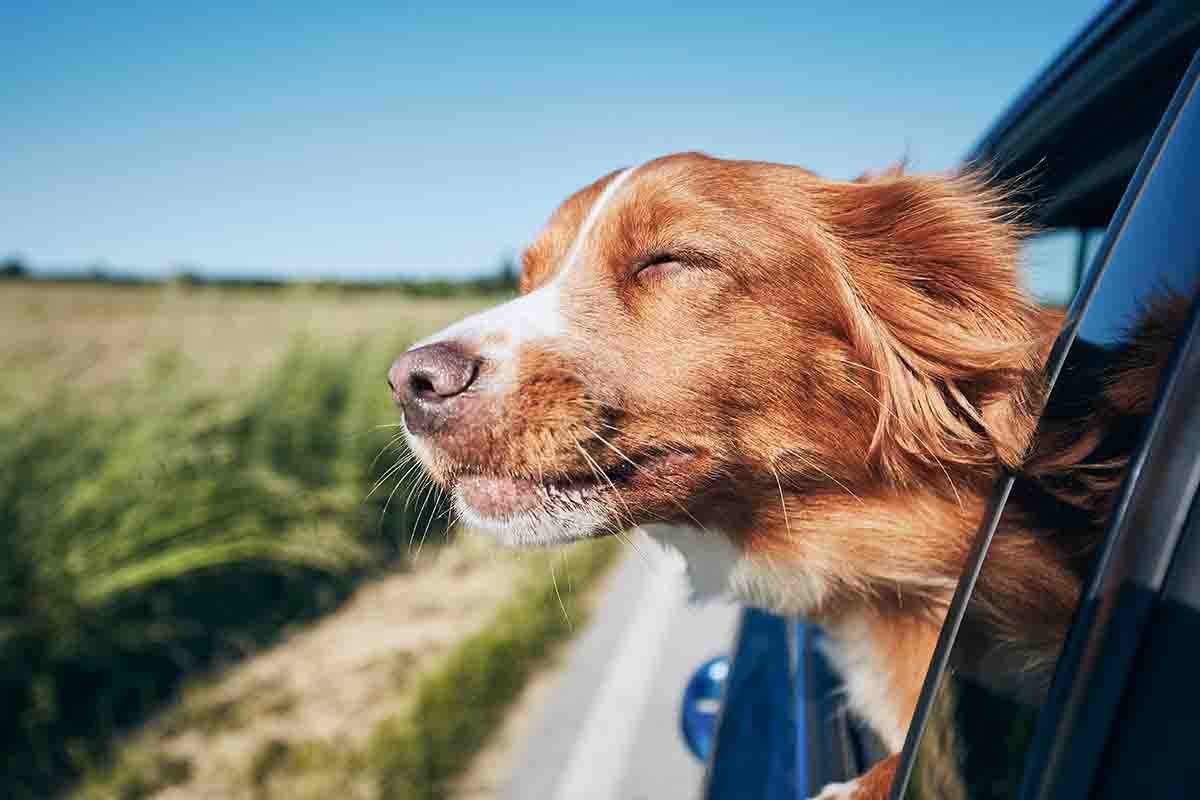 Come organizzare le vacanze con il cane