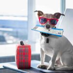 Come organizzare le vacanze con il cane|Come organizzare le vacanze con il cane