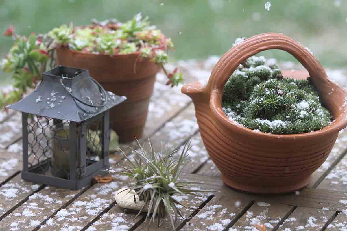 Lavori di gennaio e febbraio in giardino