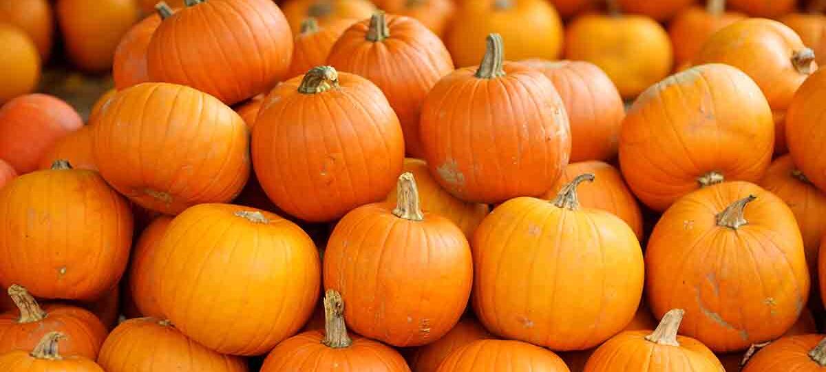 Come coltivare la zucca in casa