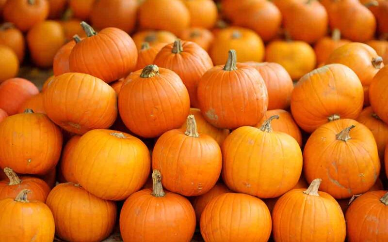 Come coltivare la zucca in casa