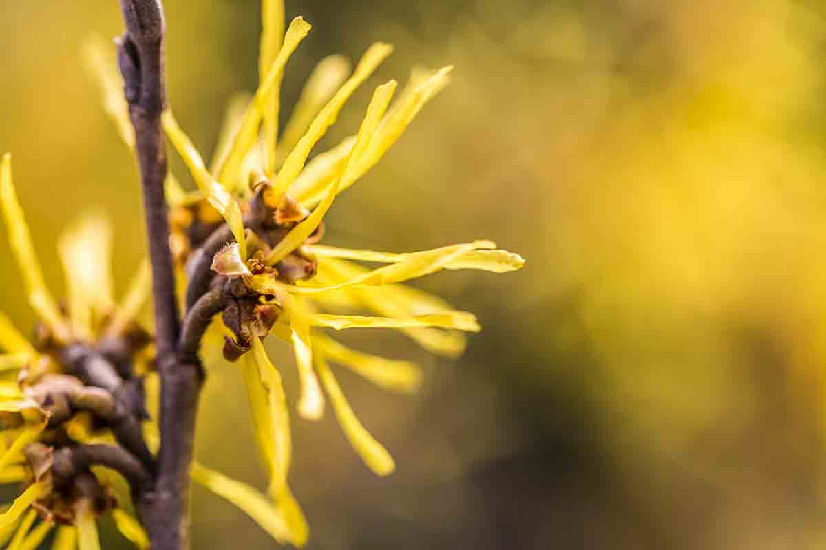 Ecco quali sono i fiori invernali resistenti al freddo