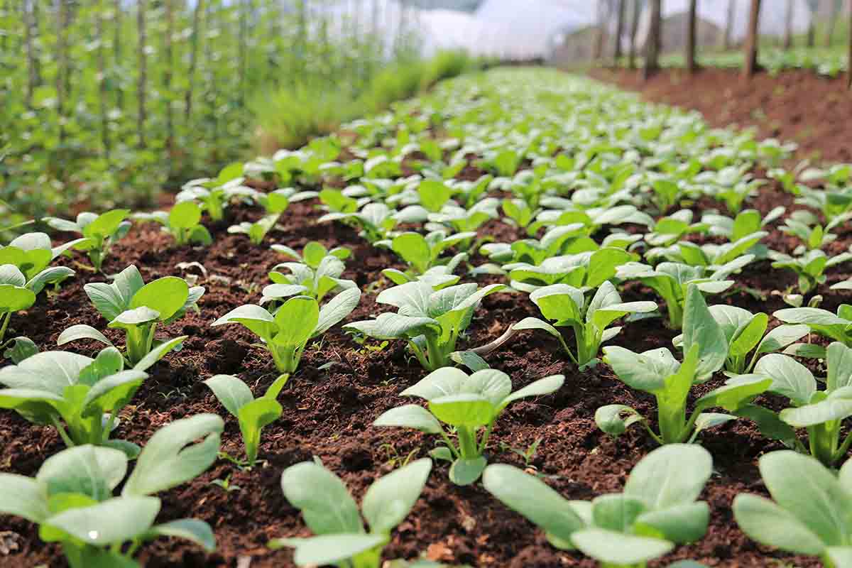 Gli eventi di giardinaggio 2020