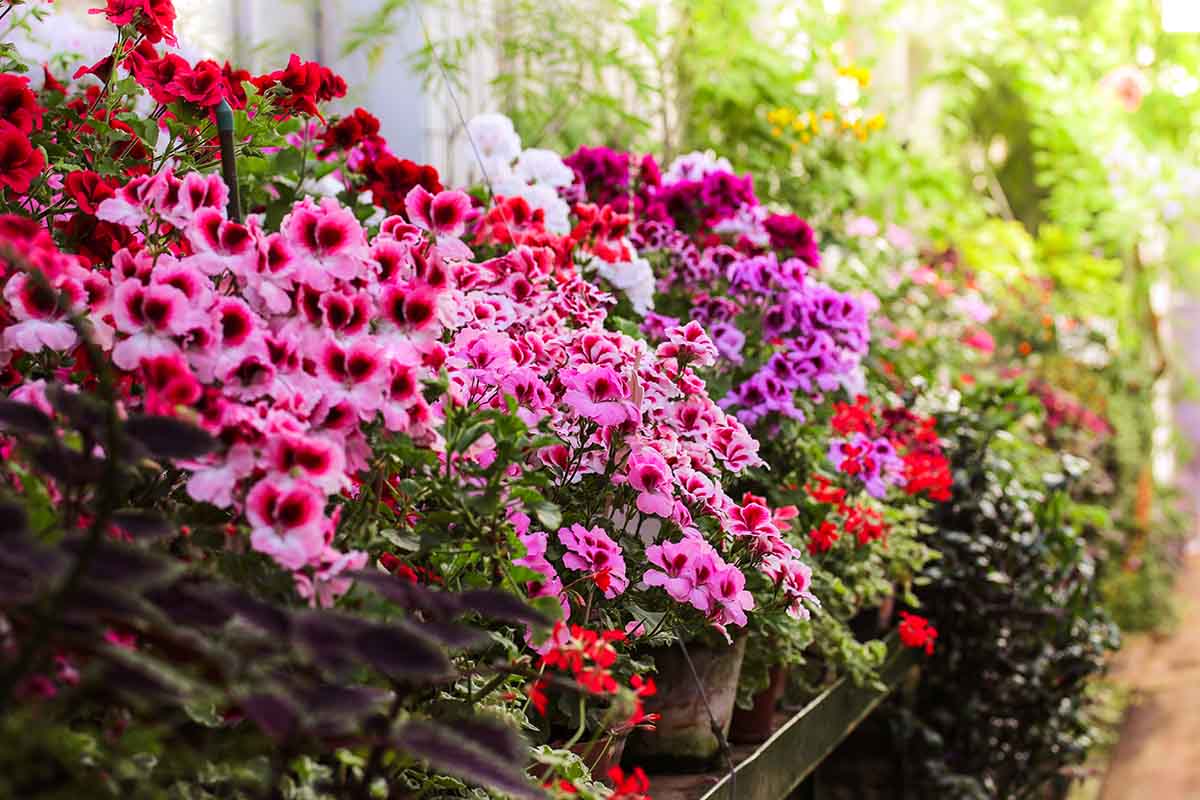 Un giardino fiorito tutto l’anno: piante e fiori da coltivare