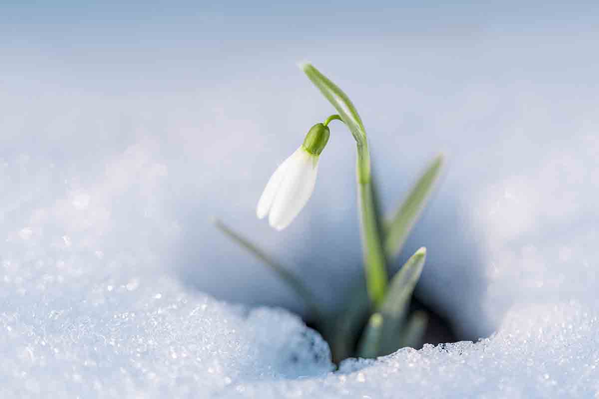 Ecco quali sono i fiori invernali resistenti al freddo