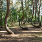 La misteriosa foresta con alberi arcuati in Polonia|La misteriosa foresta con alberi arcuati in Polonia|La misteriosa foresta con alberi arcuati in Polonia|La misteriosa foresta con alberi arcuati in Polonia|La misteriosa foresta con alberi arcuati in Polonia