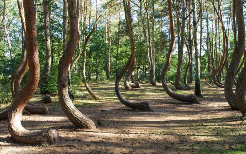 La misteriosa foresta con alberi arcuati in Polonia|La misteriosa foresta con alberi arcuati in Polonia|La misteriosa foresta con alberi arcuati in Polonia|La misteriosa foresta con alberi arcuati in Polonia|La misteriosa foresta con alberi arcuati in Polonia